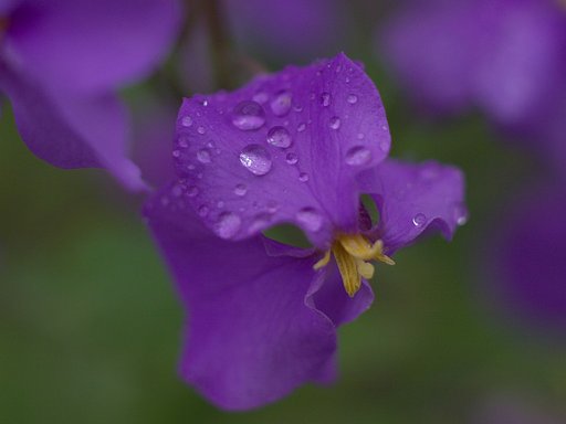 雨の日のハナダイコン