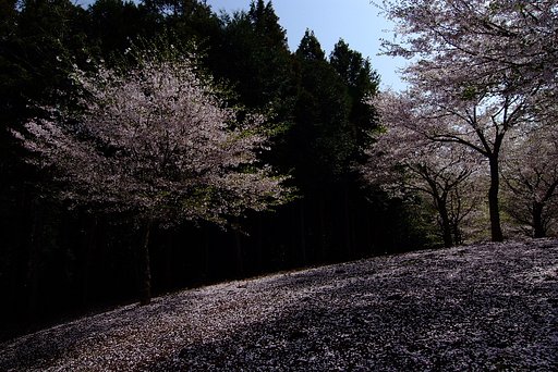 散り染めて