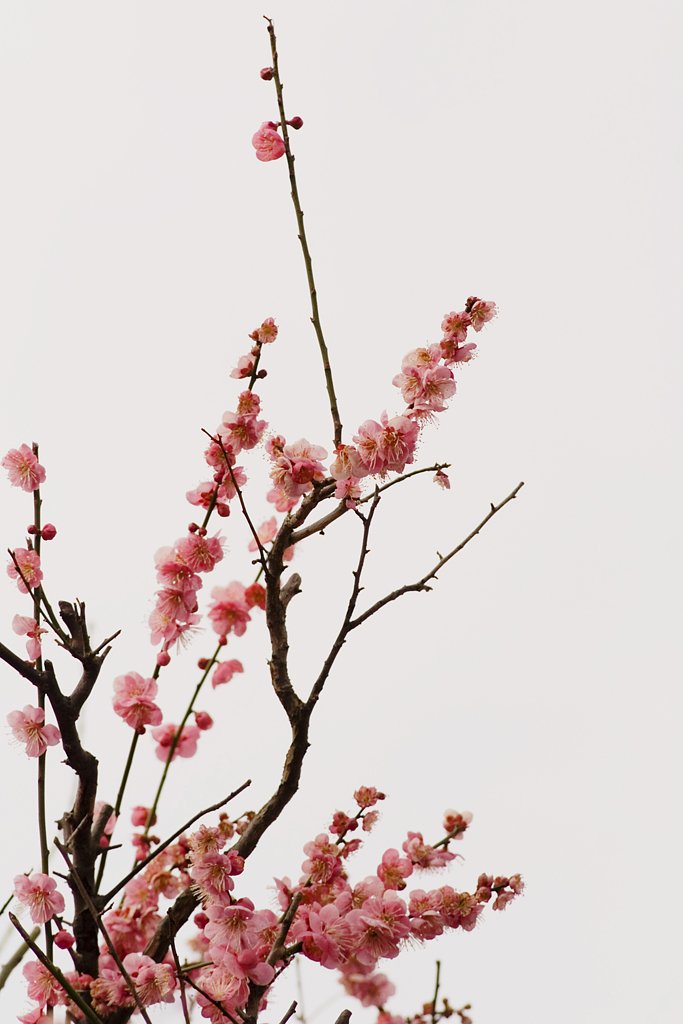 紅梅