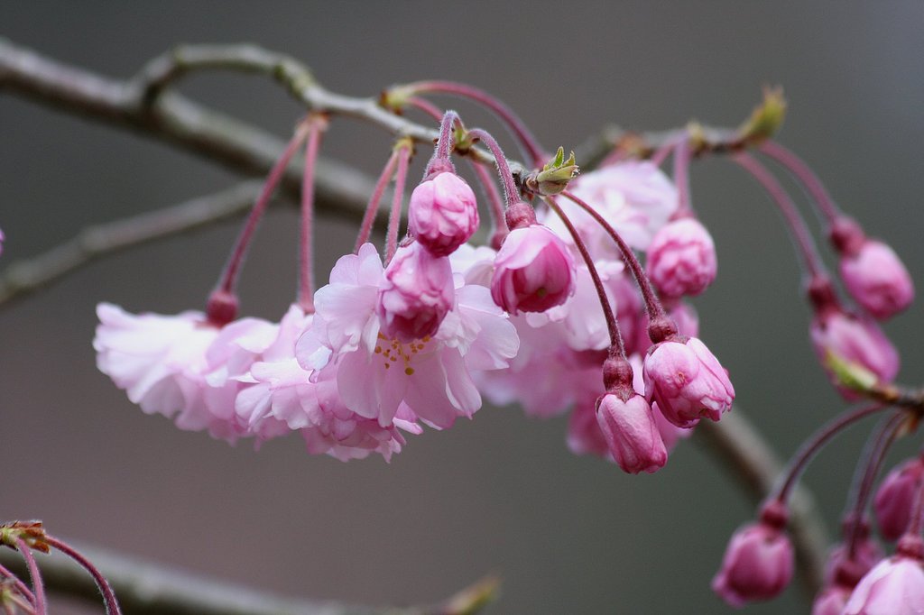 枝垂桜
