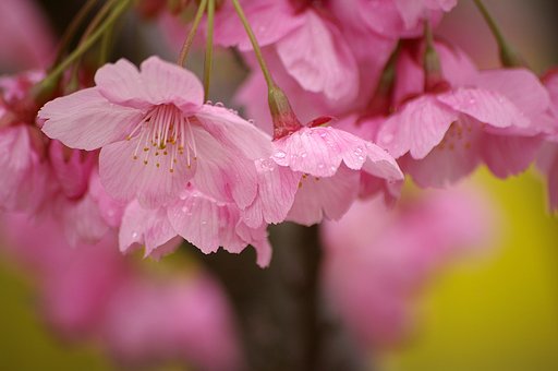 春雨