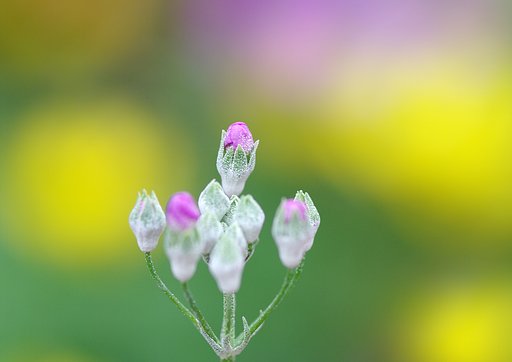 春爛漫