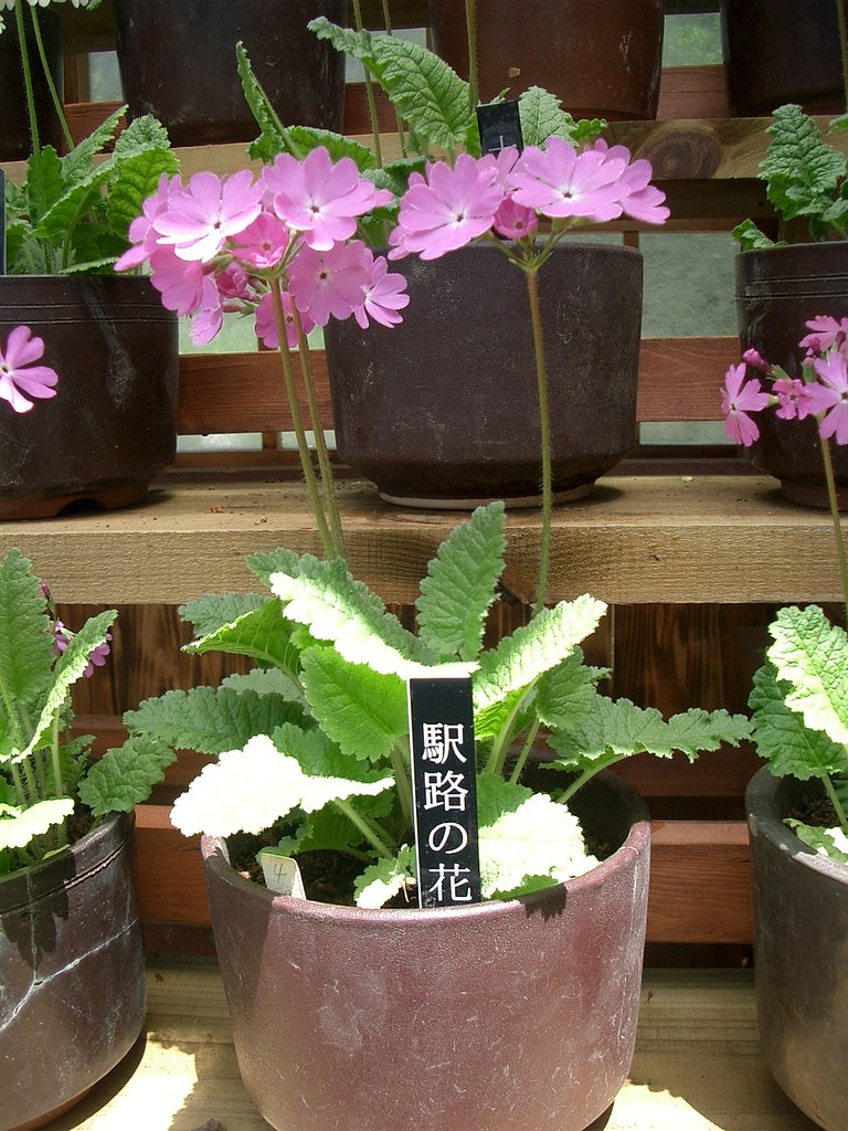〜桜草〜