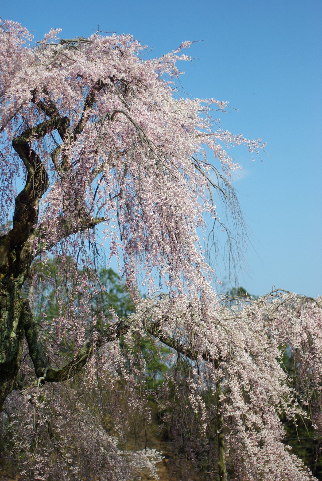（緑）しだれ桜