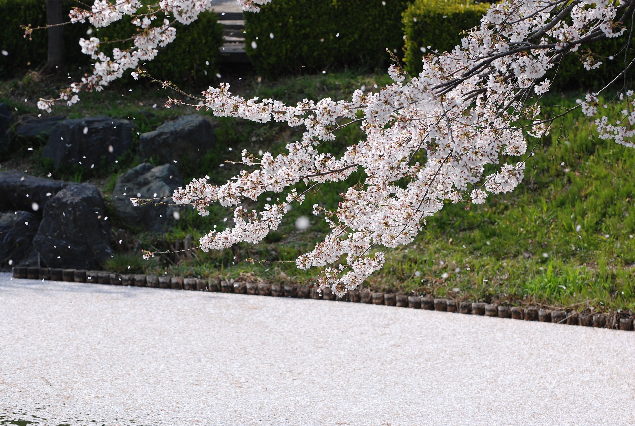 桜吹雪
