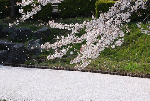 桜吹雪