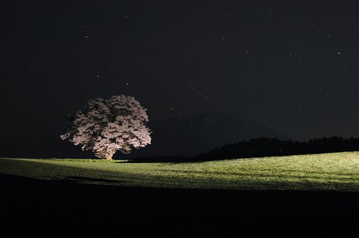 小岩井農場一本桜（夜景）