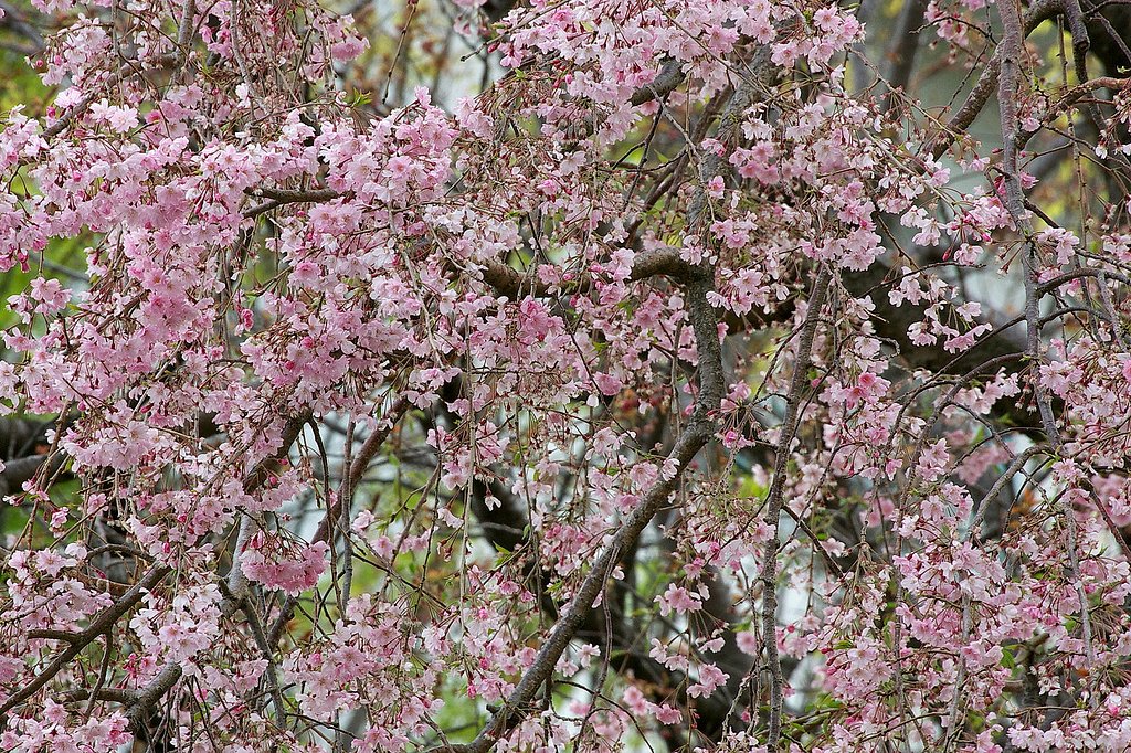 今日の枝垂れ桜