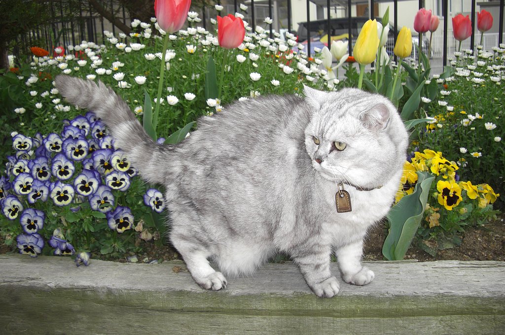 猫と私の庭