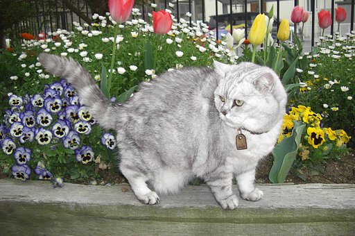猫と私の庭