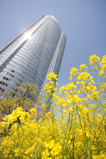 菜の花