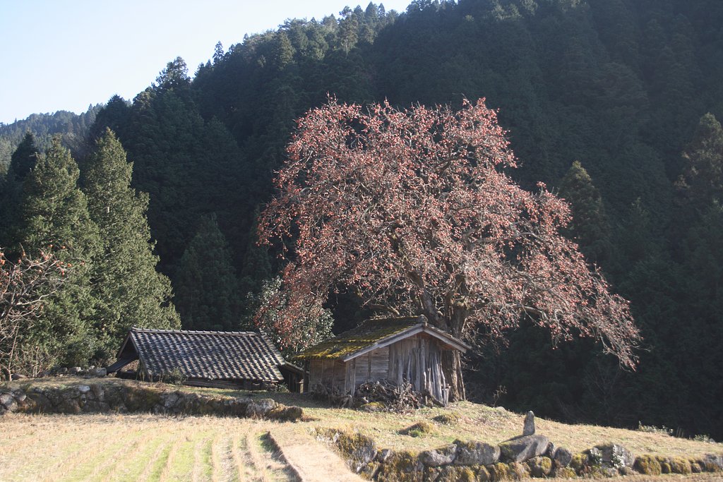 根羽村の柿