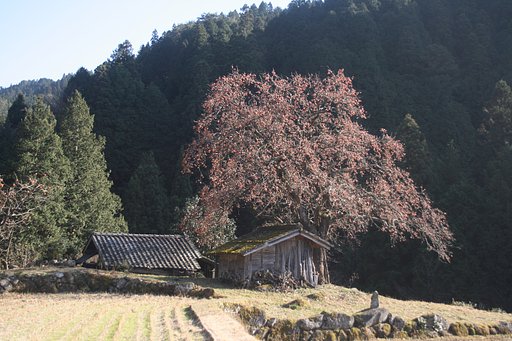 12月8日の写真
