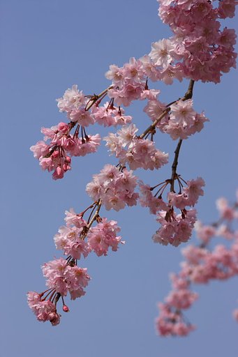枝垂れ桜