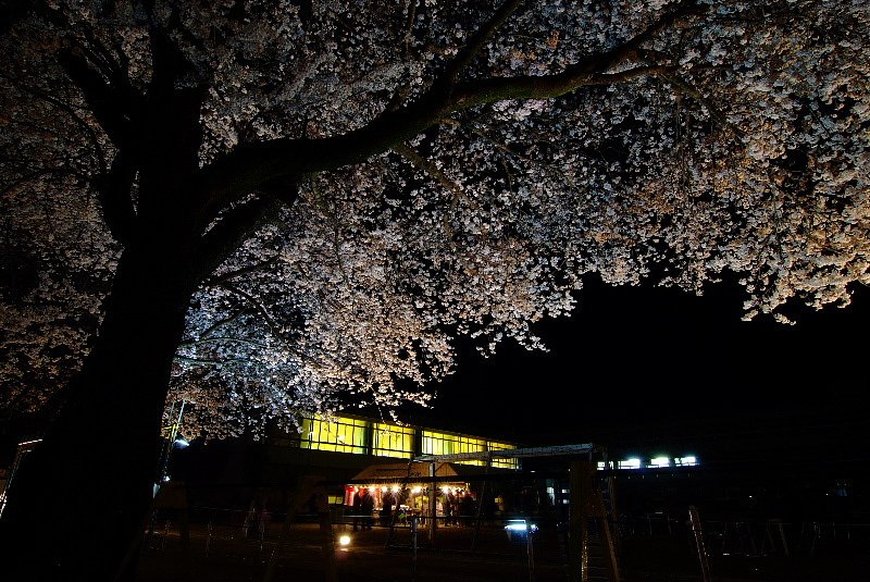 夜桜