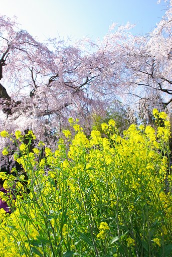 （緑）菜の花と