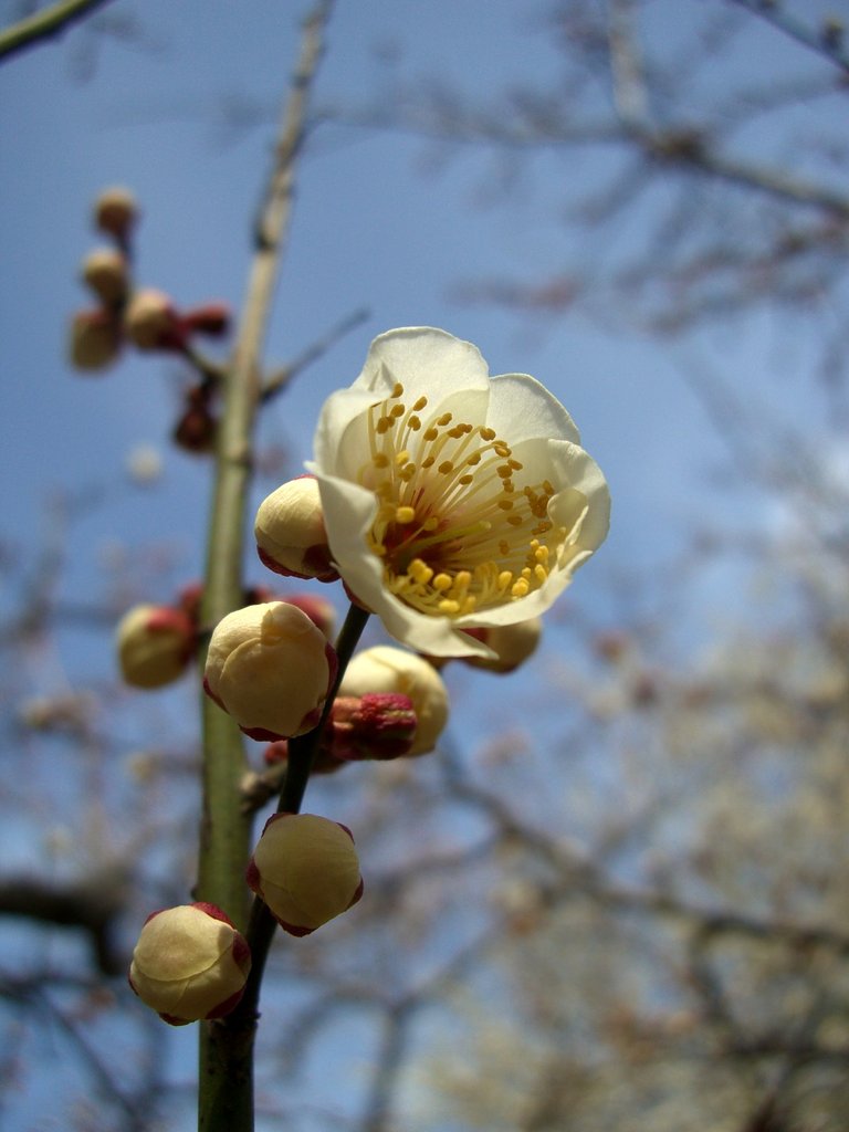 梅