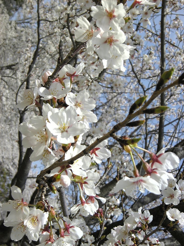 桜満開