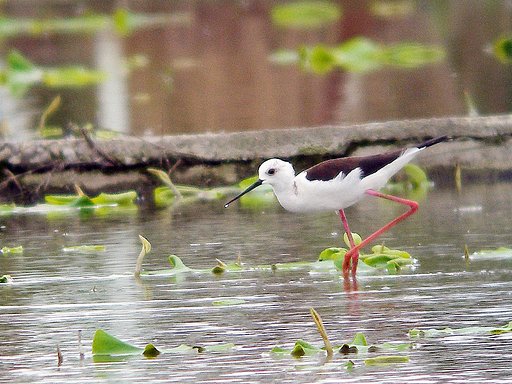 【緑】証拠写真の鳥（３＋α）セイタカシギ