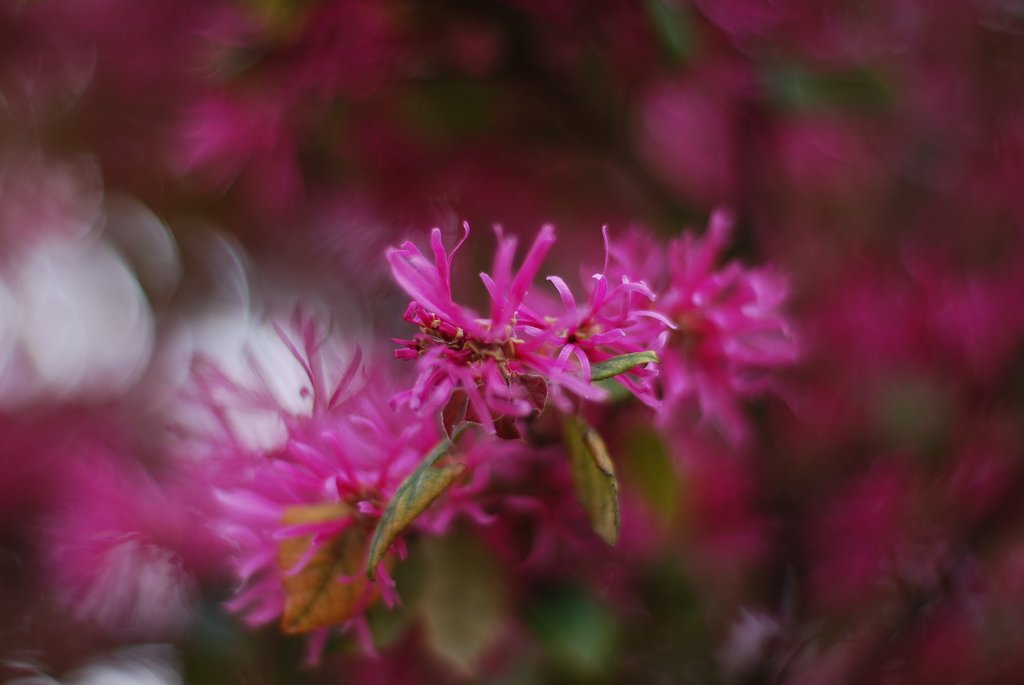 Carl Zeiss Planar 50mmF1.4
