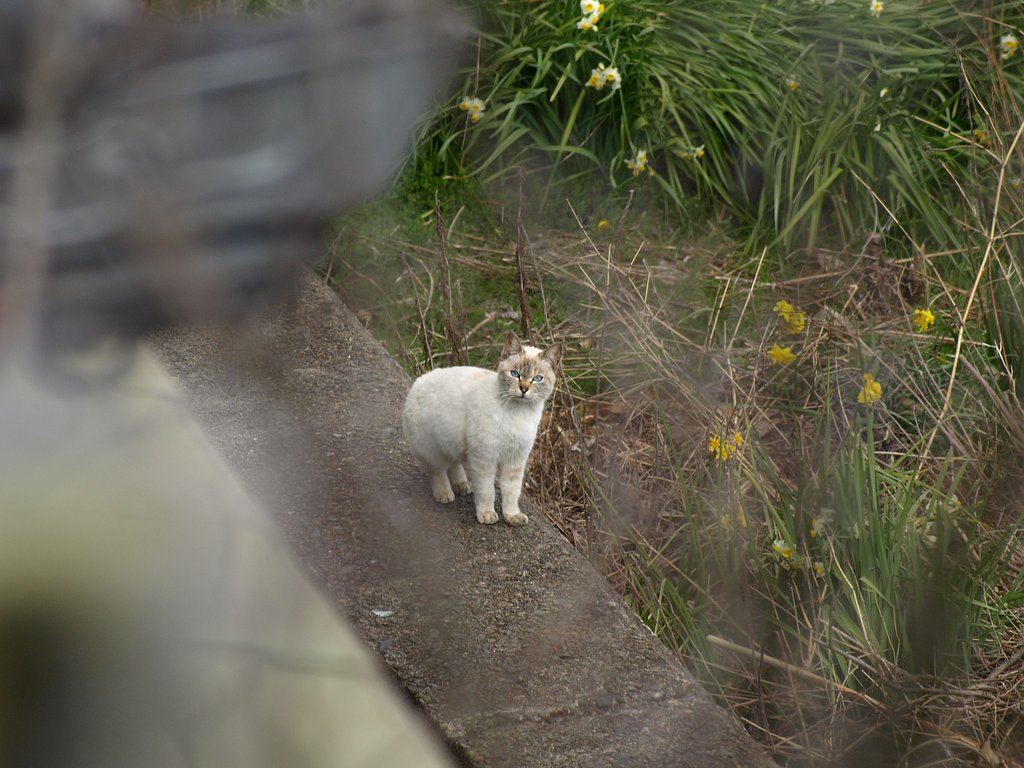 野良猫