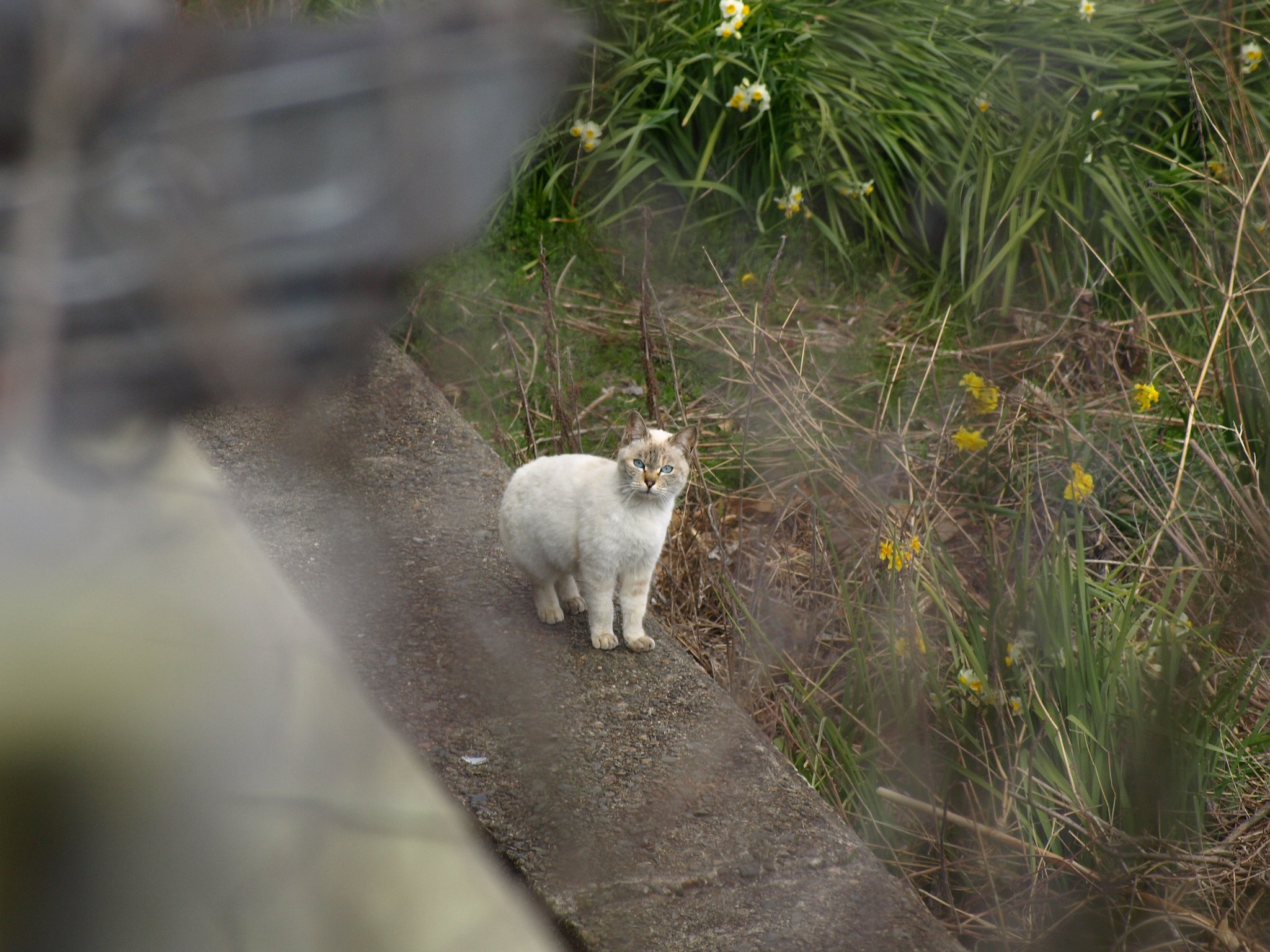 野良猫