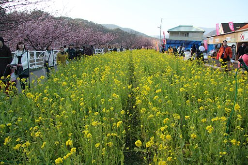 【赤】河津桜散策