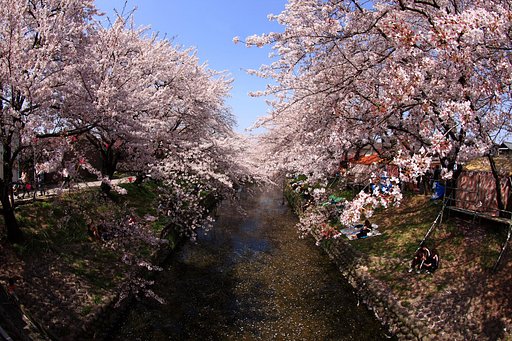 【緑】　花見