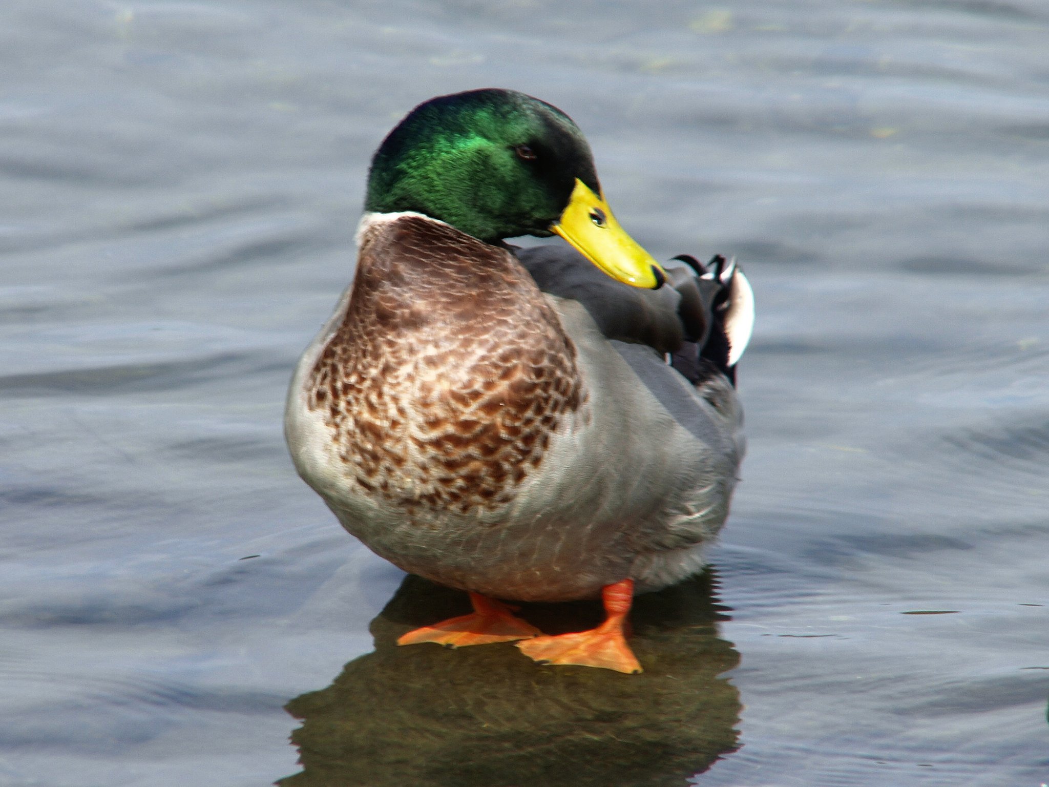 【緑】証拠写真の鳥（４）マガモ
