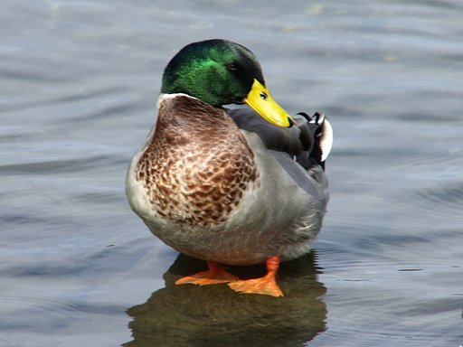 【緑】証拠写真の鳥（４）マガモ