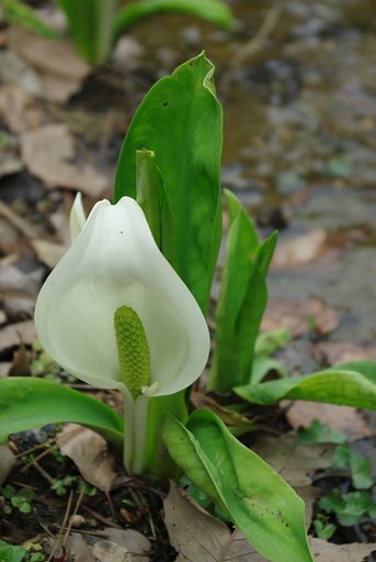 花回廊３