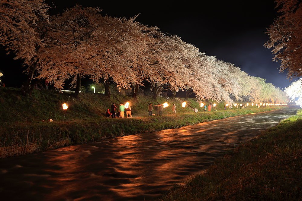 夜桜