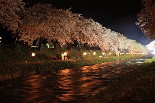 夜桜