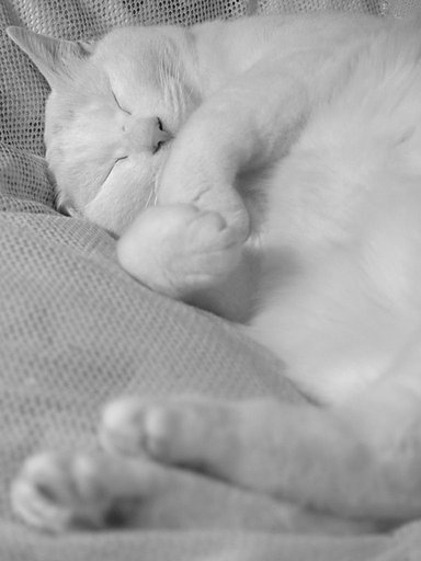 今夜もふとんの上では
