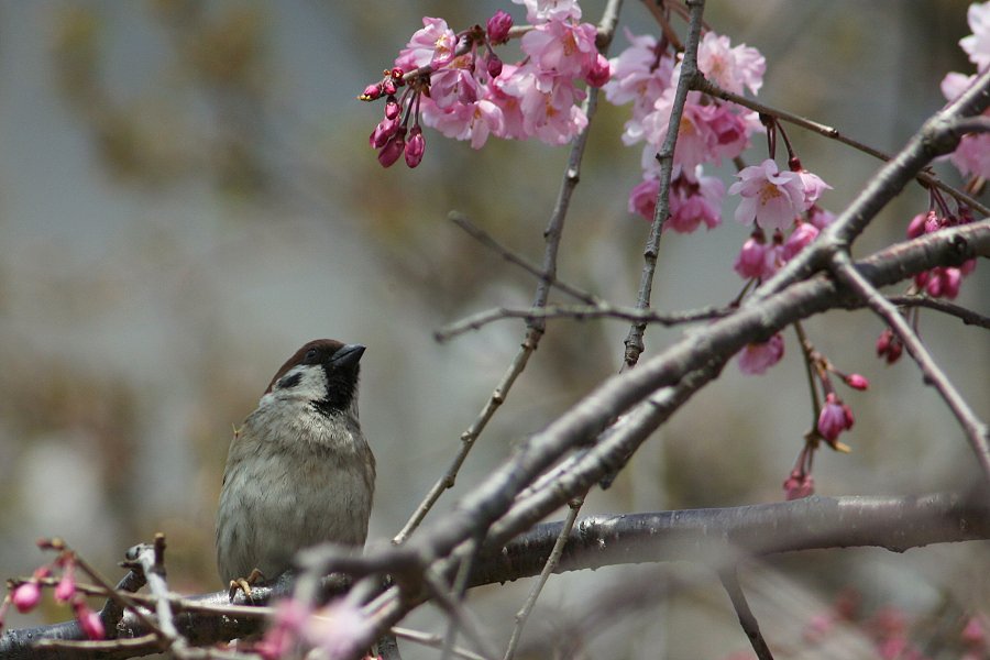 スズメとみる桜