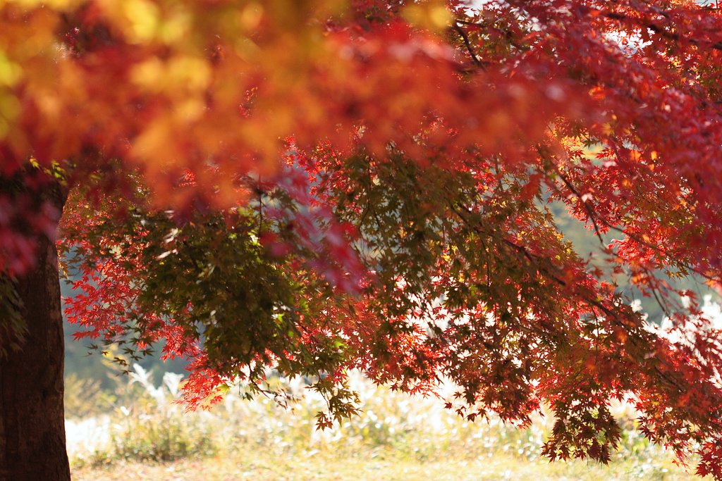 河口湖周辺の紅葉は・・・