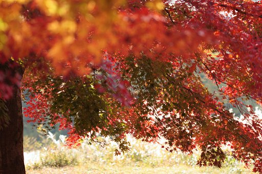 河口湖周辺の紅葉は・・・