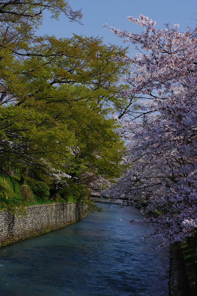 春の用水路　　