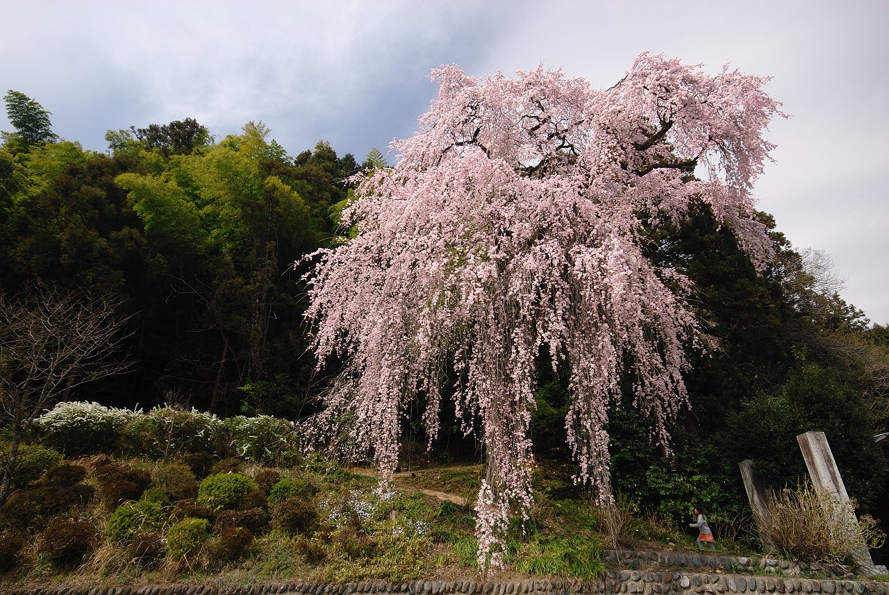 梅岩寺の枝垂桜