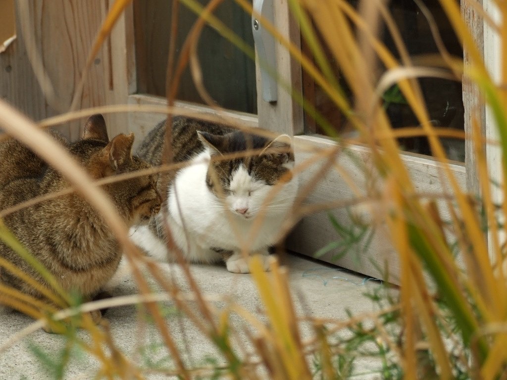 猫