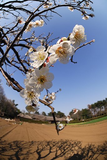 春光