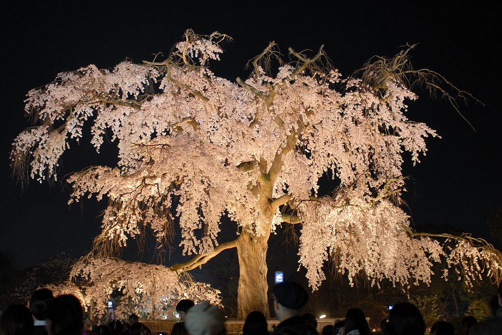 祇園枝垂桜