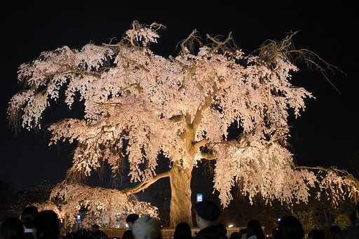 祇園枝垂桜