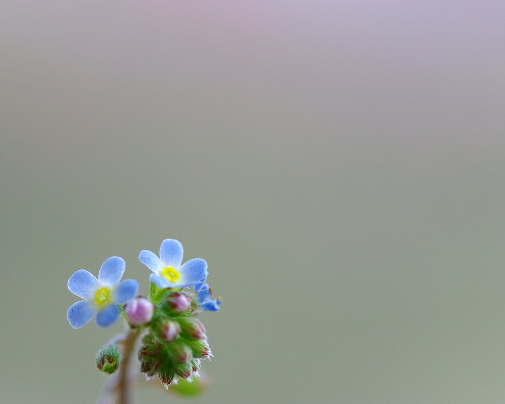 胡瓜草