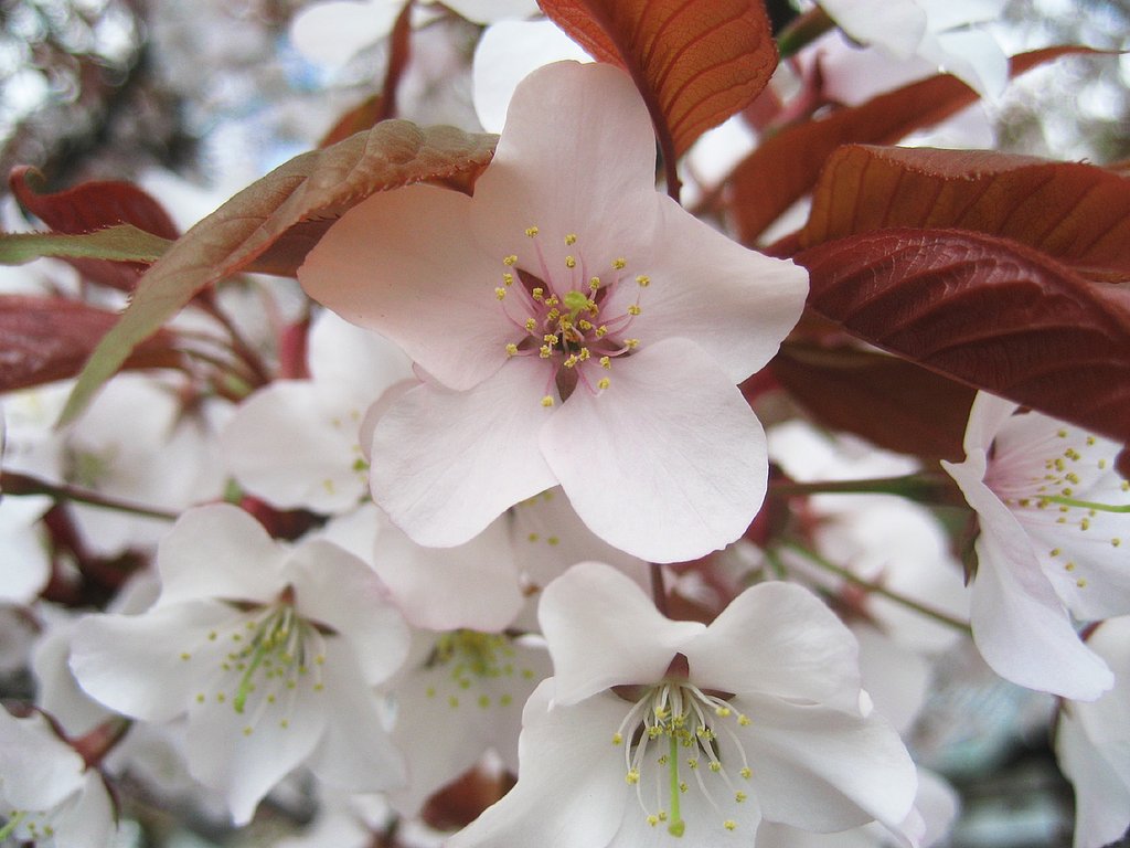 山桜の顔
