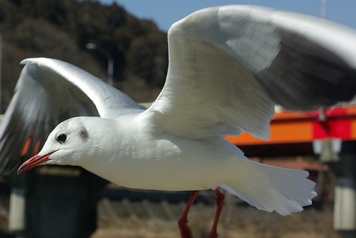 近すぎます
