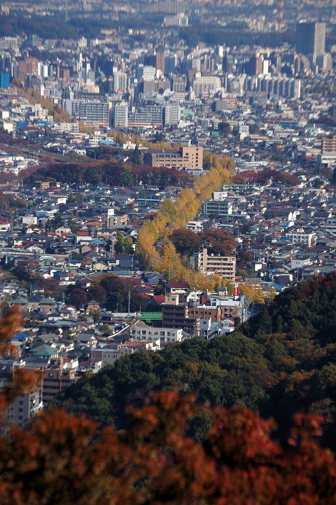 これも紅葉写真？