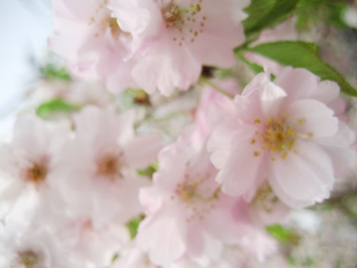 枝垂れ桜‥