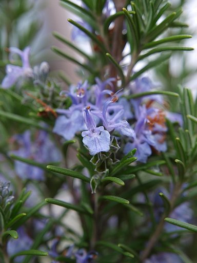 ローズマリーの花