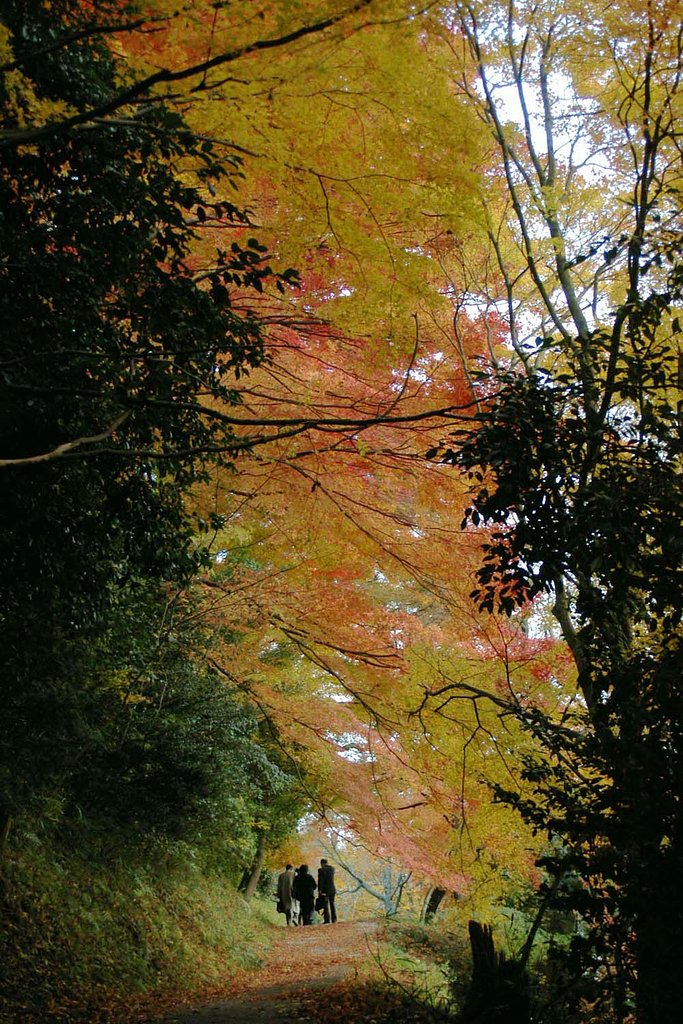 紅葉の道